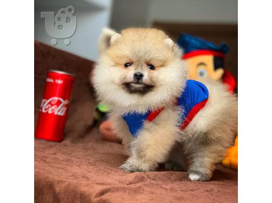 PoulaTo: άνδρες και γυναίκες Pomeranian